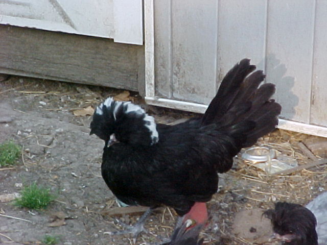 brdblackpullet.jpg